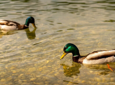 atlantic-pond